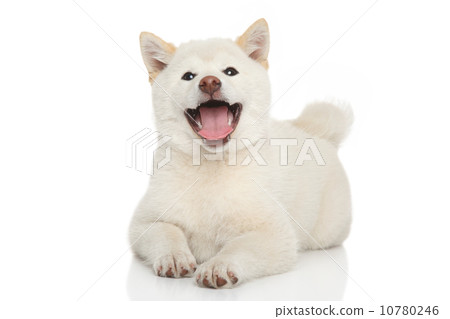 Happy Shiba-inu dog Happy Shiba-inu dog 10780246