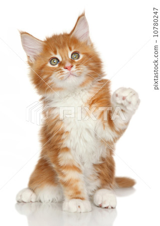 Maine Coon kitten Maine Coon kitten 10780247