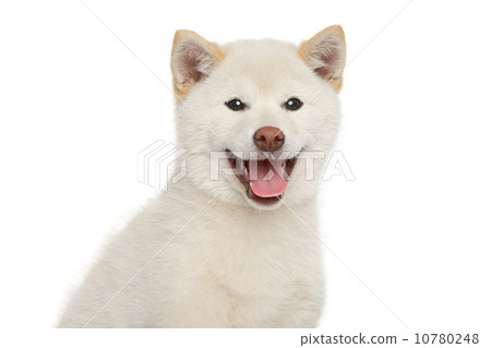 Happy dog Happy dog 10780248