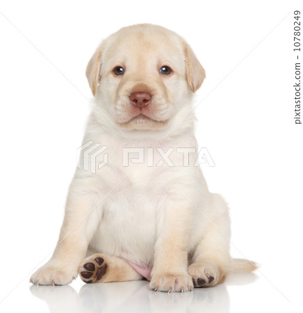 Golden Retriever puppy, portrait Golden Retriever puppy, portrait 10780249