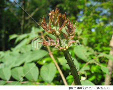 塔拉的芽 塔拉的芽 10780279