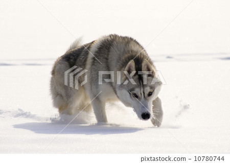 wolf crouching in the snow wolf crouching in the snow 10780744