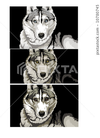 look wolf look wolf 10780745