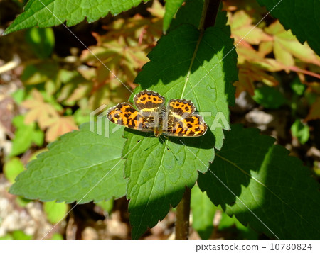 Sakahabo peach stop on leaves 10780824
