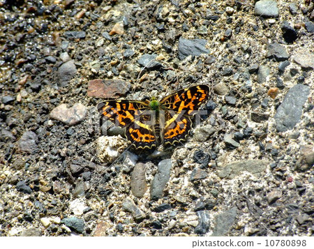 Sakahabo Hosho Sakahabo Hosho 10780898