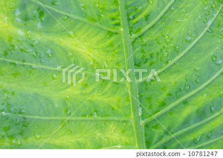 Leaf texture Leaf texture 10781247