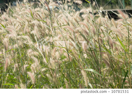 Cattail 10781531