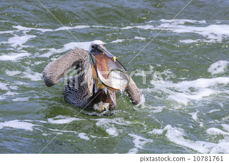 Pelican catching fish Pelican catching fish 10781761