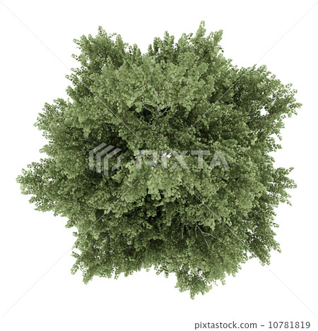 top view of silver birch tree isolated on white background 10781819