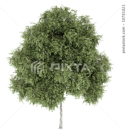 silver birch tree isolated on white background 10781821