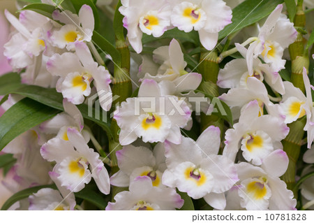 Dendrobium 10781828
