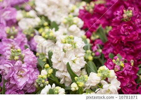 Stock flowers 10781871