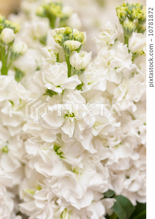 Stock flowers Stock flowers 10781872