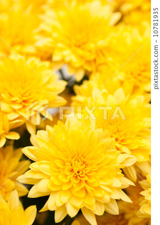 Chrysanthemum flower 10781935