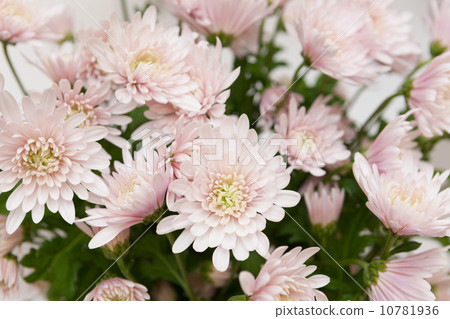 Chrysanthemum flower 10781936