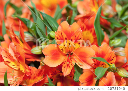 Aristo Romelia 10781940