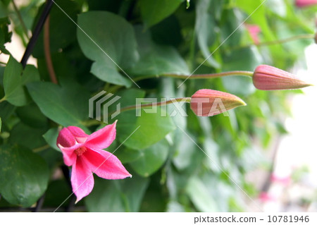 Clematis (Princess Diana) Clematis (Princess Diana) 10781946