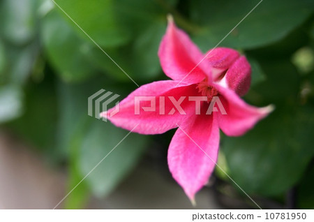 Clematis (Princess Diana) Clematis (Princess Diana) 10781950