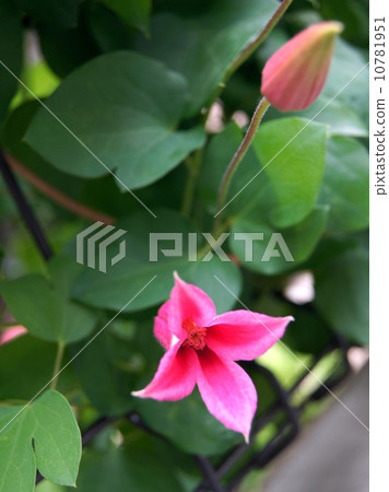 Clematis (Princess Diana) Clematis (Princess Diana) 10781951