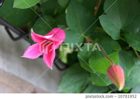 Clematis (Princess Diana) Clematis (Princess Diana) 10781952