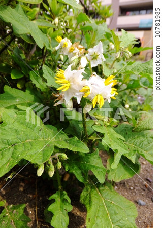 Warnasbi series 10781985