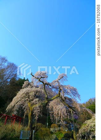 Weeping cherry blossoms at Gogyeonji Temple 10782008