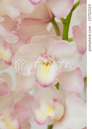 蘭花 10782024