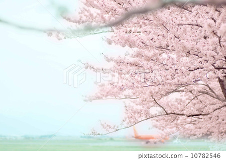 櫻花和飛機 櫻花和飛機 10782546