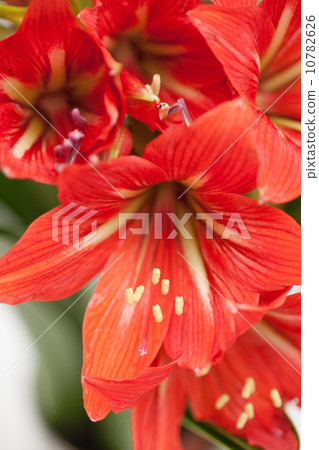 Amaryllis 10782626