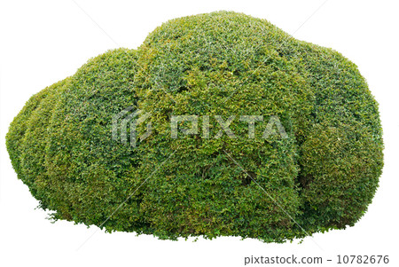 Ornamental bush 10782676