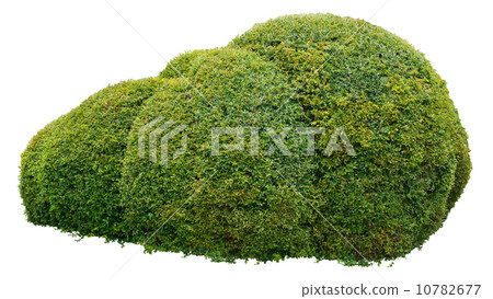 Ornamental bush 10782677