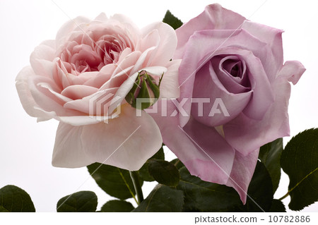 花，玫瑰，玫瑰，伊麗莎白女王和藍月亮 10782886