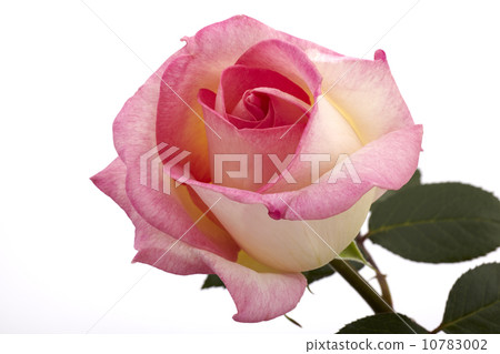 花，玫瑰，玫瑰，摩納哥公主 10783002