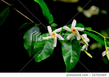 Tei Ka Zera Tei Ka Zera 10783884