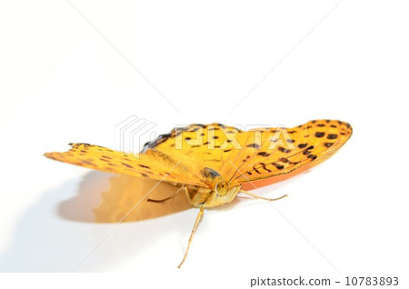 Tsunaglo rooster butterfly male feather white background 10783893