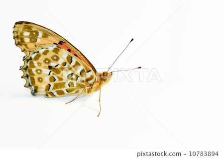 Tsunaglo rooster butterfly male feather white background 10783894