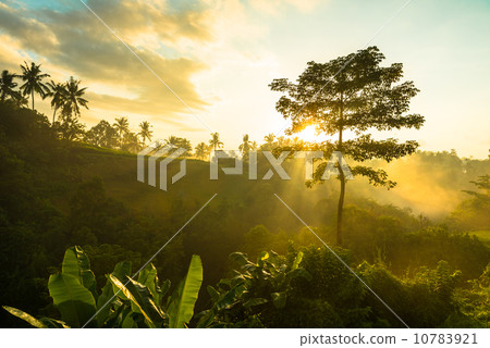 Sunrise over jungle Sunrise over jungle 10783921