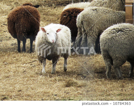 A sheep A sheep 10784363