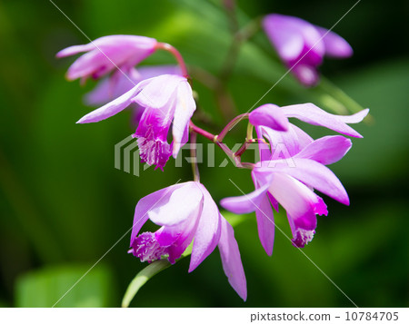 Silane 10784705