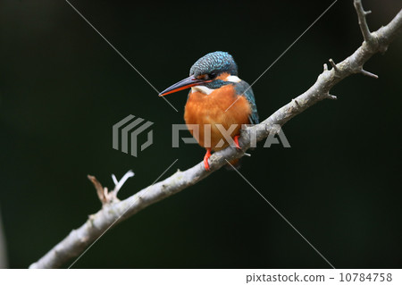 Kingfisher 10784758