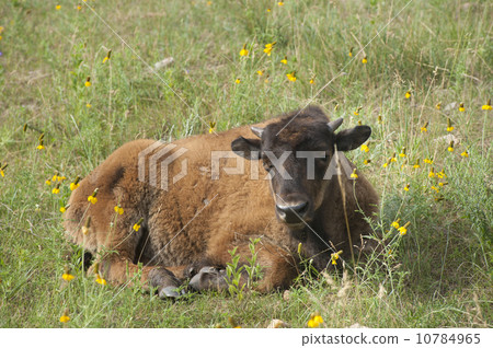 Buffalo's baby Buffalo's baby 10784965