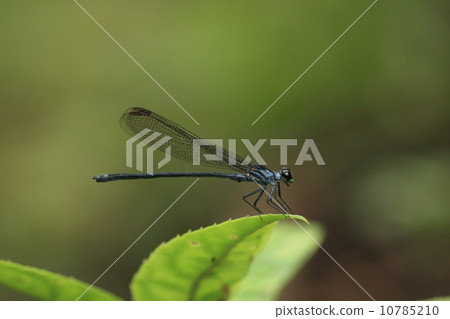 Living thing insects Chibi kawatonbo (male), seems to be a bit downstream from thoron starfish 10785210