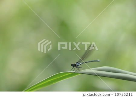 Creatures insects Chibi Kawatonbo (male), unexpectedly appeared before my eyes when walking along the mountain path along the bridge 10785211