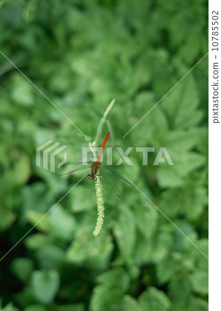 Red dragonfly stuck in the grass Red dragonfly stuck in the grass 10785502