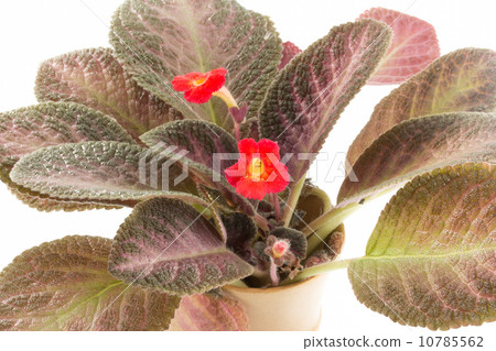 close up episcia flowers isolated on white background 10785562