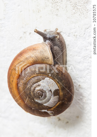 snail snail 10785575