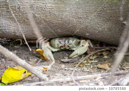 Chicken Crab,Crab that is Called Chicken at Ko Ta Chai island,Th Chicken Crab,Crab that is Called Chicken at Ko Ta Chai island,Th 10785580