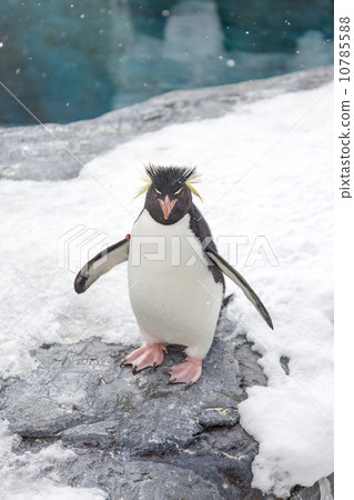 Rockhopper penguin standing on snow 10785588