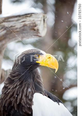 golden eagle (Aquila chrysaetos) 10785760