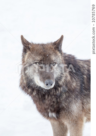 face of big brown wolf face of big brown wolf 10785769